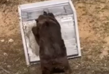Přístřešek na kontejnery odolný medvědům